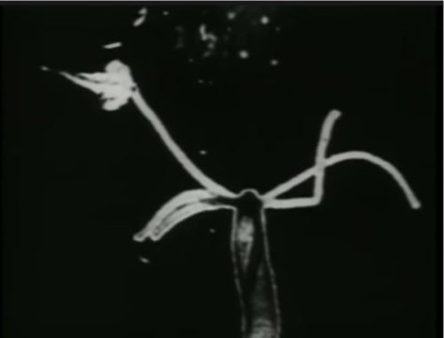 Water hydra in the Cryptorchid music video